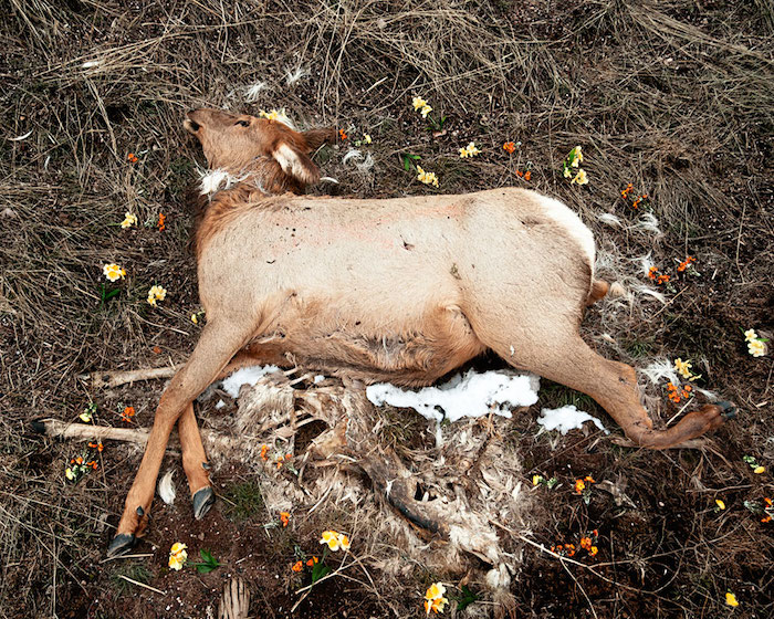 Elk, from the series At Rest