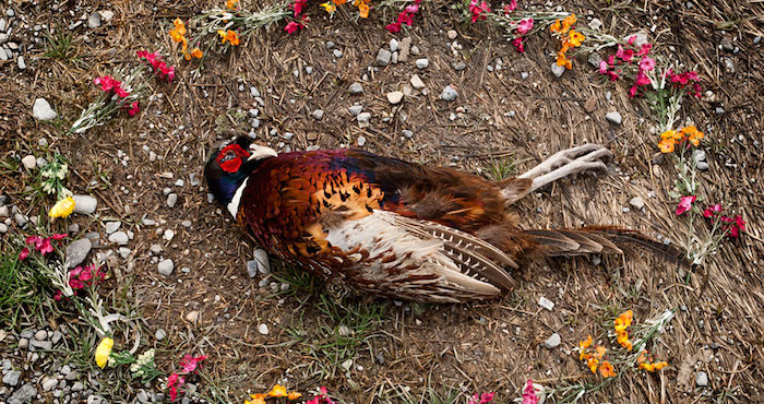 La fotógrafa busca cuestionar a los espectadores su relación con la muerte y proponer construcción de caminos donde la vida silvestre no abunde. Foto: "At Rest"- Emma Kiesel.