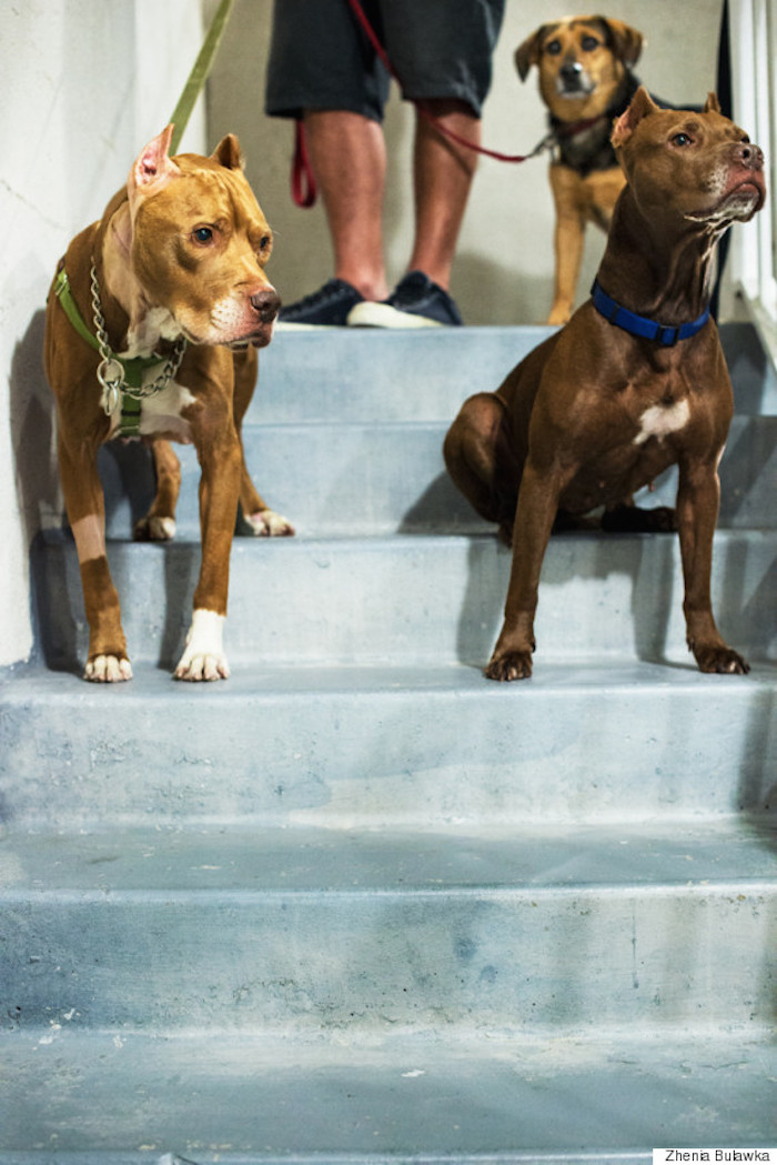 Mr. Dukes y Ruby, a quienes les cortaron las orejas antes de ser rescatados por Bulawka, con Violet. Foto: Mr. Dukes y Ruby, a quienes les cortaron las orejas antes de ser rescatados por Bulawka, con Violet. Foto: Zhenia Bulawka/HuffPost