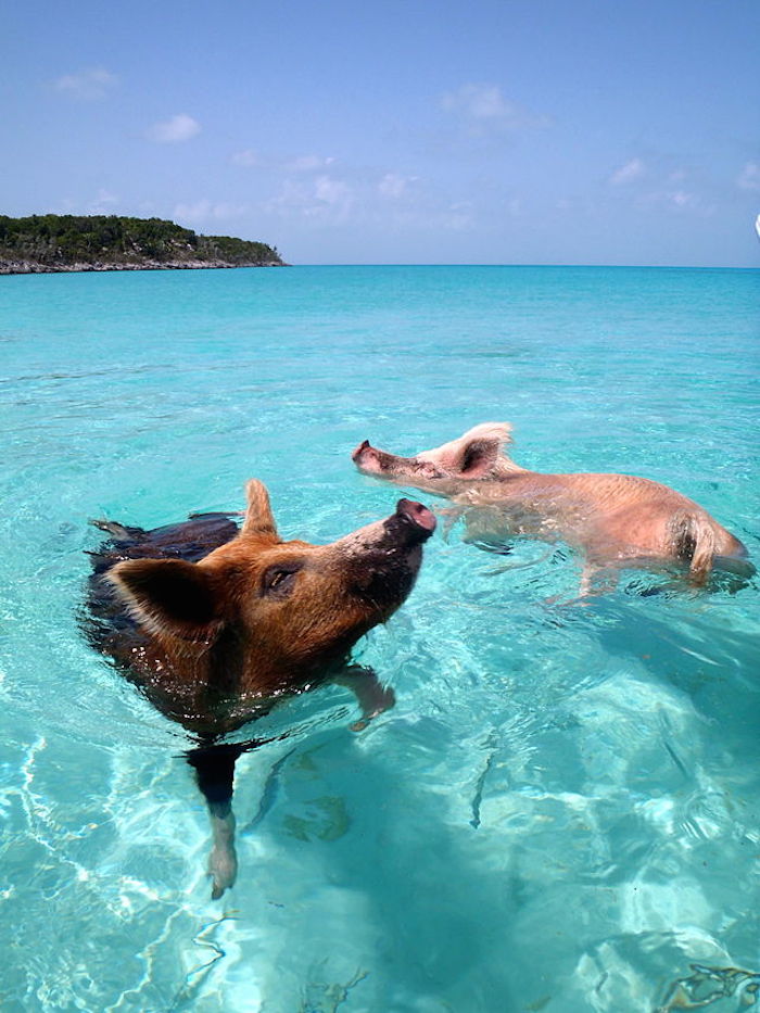 A diferencia de lo que se cree, las aguas de esta bahía permanecen limpias ya que sólo nadan ahí cerdos y casi no hay humanos. Foto: Especial.