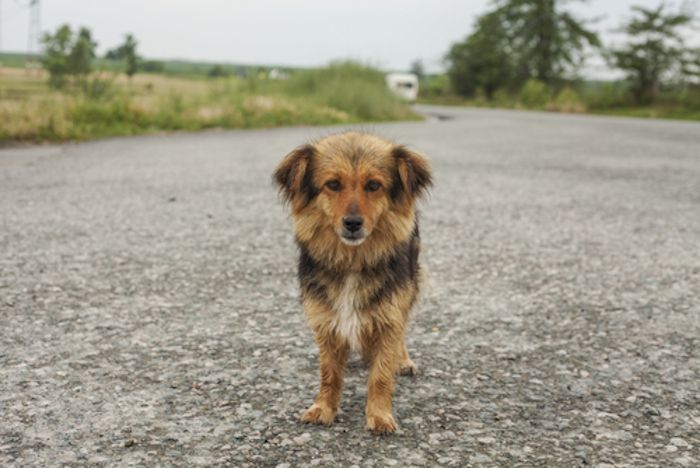 La tecnología de los drones permite visualizar las calles de las ciudades, en este caso Houston, para buscar a los perros en situación callejera para rescatarlos. Foto: Shutterstock/Archivo.