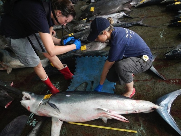 Software ayudará a identificar tiburones. Foto: EFE