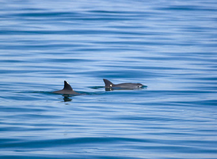 En 2012 quedaban 200 vaquitas y en julio de 2014, mes en el que los expertos del Comité Internacional para la Recuperación de la Vaquita (Cirva) publicaron su último reporte, sólo calcularon 97 ejemplares. Foto: Greenpeace.