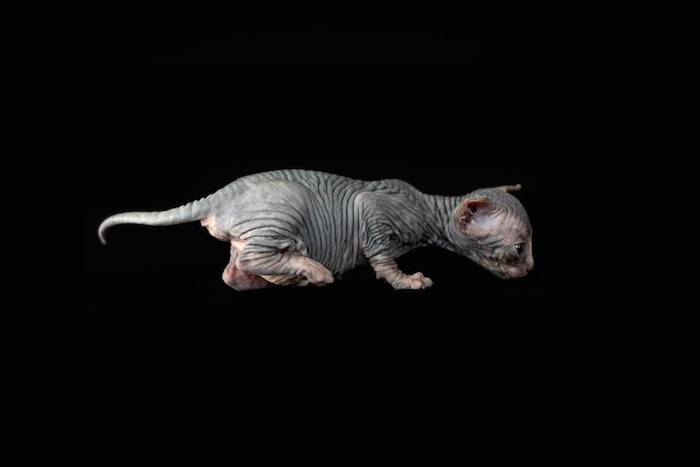 "Al igual los tengo fritos ya con tanto gato sin pelo, pero bueno, tengan paciencia que en cuanto acabe con estos bichos sin pelo me pongo a otra cosa. Aquí tienes a un bebé Sphynx con mal despertar", escribió Rius en su página oficial. Foto: Alicia Rius.