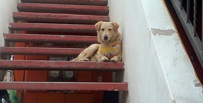 Una mascota que falleció por envenenamiento dentro de su hogar también en la colonia San Ángel. Foto: Cortesía. 