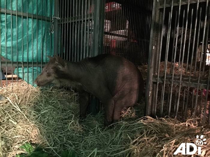 Se prevé que la osa viaje en junio al Wild Animal Sanctuary en Denver, Estados Unidos, luego de recibir numerosas donaciones de personas que vieron la noticia. Foto: ADI.