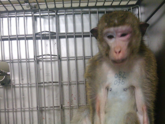 Investigaciones de la organización PETA muestran que el 90 por ciento de los primates usados en laboratorios exhiben comportamientos anormales provocados de abuso físico y psicológico. Foto: PETA.