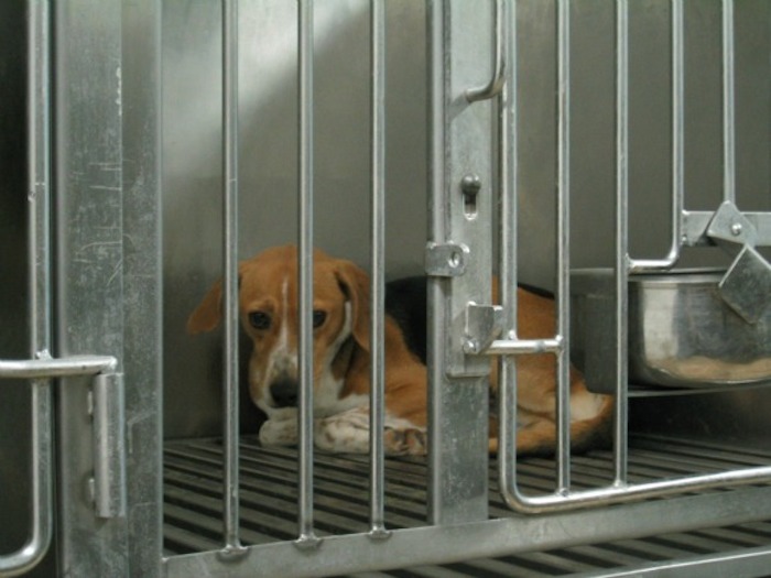 Decenas de perros de raza beagle son utilizados en laboratorios para hacer pruebas y estudios de desórdenes del corazón y hormonales en humanos. Foto: PETA 