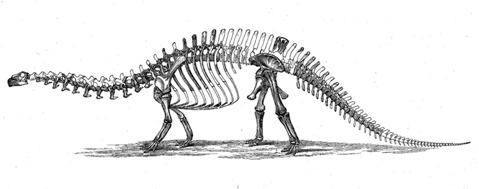 Tuvo Que Pasar Más De Un Siglo Para Que El Brontosaurio Recuperara Su Categoría Foto Wikimedia Commons