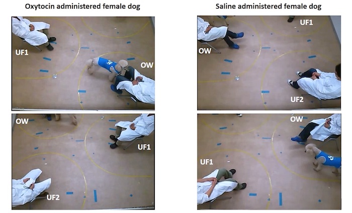 Imágenes de los experimentos realizados para descubrir los efectos de la oxitocina en humanos con sus perros y humanos con sus lobos. Foto: Science. 