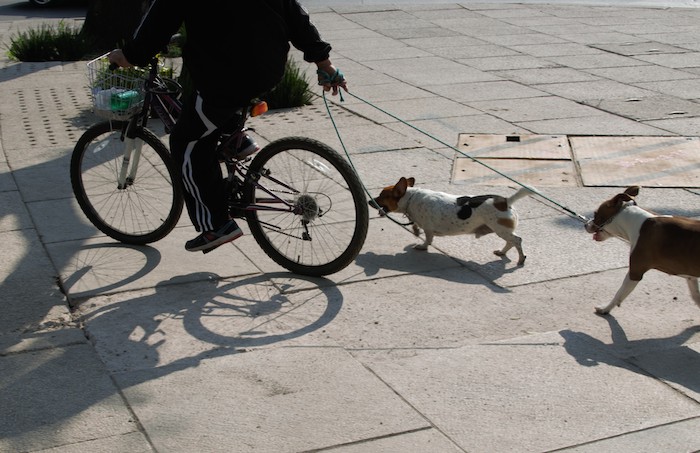 La iniciativa que sería obligatoria en la Ciudad de  México no fue aprobada, por lo que el único método para monitorear al animal de compañía es con placa y registro en Locatel. Foto: Cuartoscuro. 