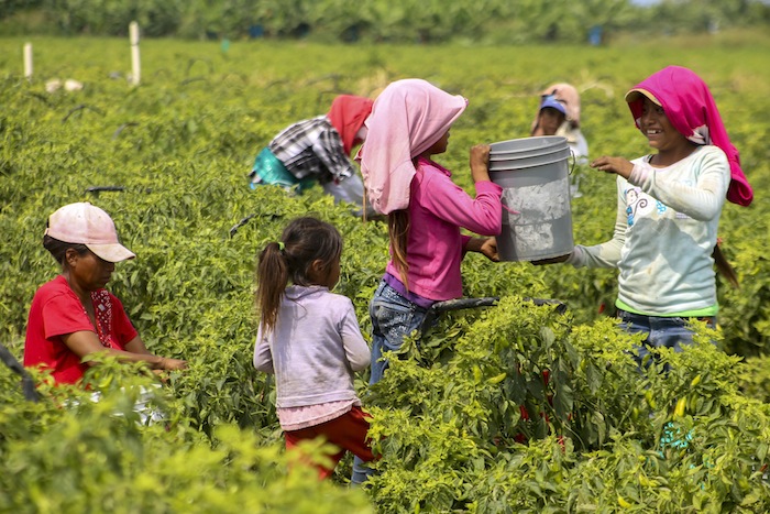 De los 9 millones de jornaleros trabajan en México, 39.1 por ciento son niñas y niños menores de 18 años. Foto: Cuartoscuro.