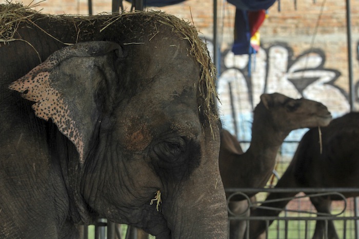 Aplazan Ley Contra Circos Sin Animales Foto Cuartoscuro