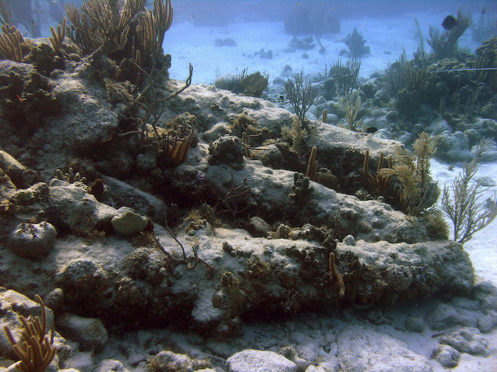 Activistas alertaron que el ruido y la presencia de personal en la zona afectará el comportamiento de la fauna, en especial del mono aullador, especie catalogada como en peligro de extinción de acuerdo con la NOM059. Foto: Cuartoscuro/Archivo.