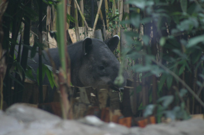 En el Distrito Federal habita un ejemplar de tapir centroamericano en el Zoológico de Chapultepec. Foto: Cuartoscuro/Archivo. 