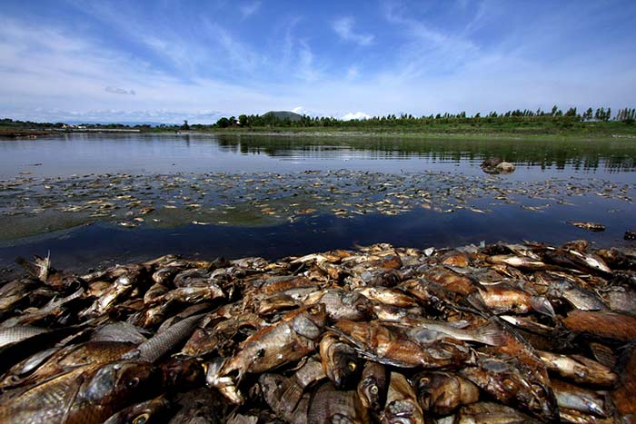 El Proyecto Muestra El Desastre Ecológico Que Se Vive En El País Foto Héctor Guerrero