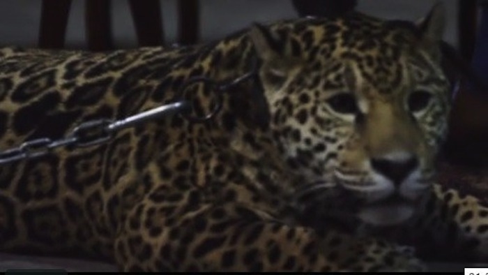 Una petición que exigía que el Instituto Cumbres, la productora y el gobierno, explicaran la procedencia del jaguar utilizado en el video obtuvo respuesta de la Procuraduría Federal de Protección al Ambiente (Profepa). Foto: Change.Org.