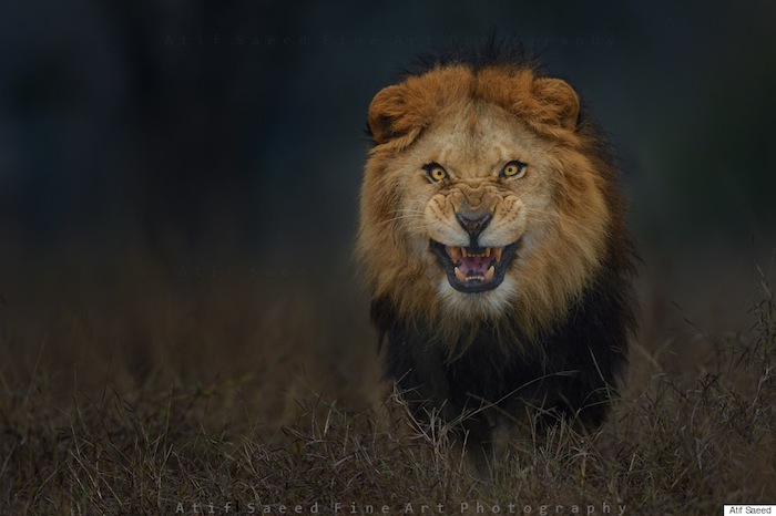 Fotógrafo capta imagen de un león Foto: Atif Saeed