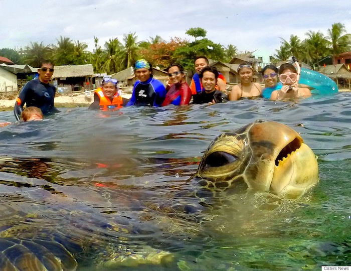 Una tortuga sorprende a bañistas Foto: Carter News