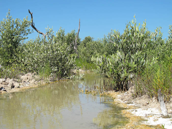 La diversidad de especies en una comunidad muestra la rehabilitación de su hábitat, revela una investigación realizada por universitarios en la laguna costera de la península de Yucatán. Foto: Especial. 