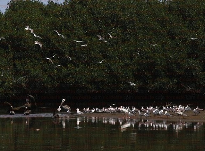 El combustible de la fuga habría llegado hasta el dren Pericos que va al estero El Tule, conocido como Los Algodones. Foto: Noroeste