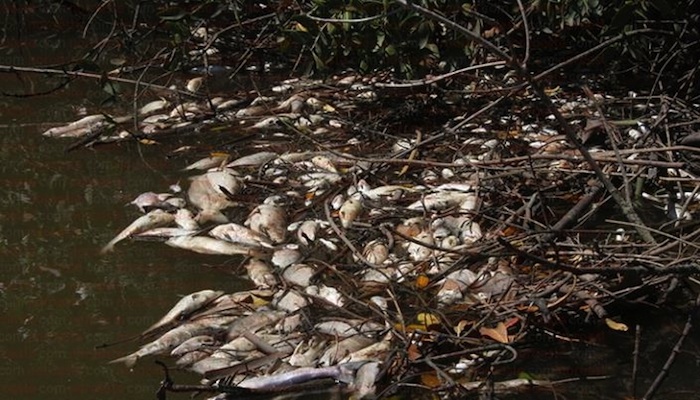 Bancos de especies como robalos, lisas, carpas, tilapias, se podían localizar entre los manglares ya sin vida. Foto: Noroeste