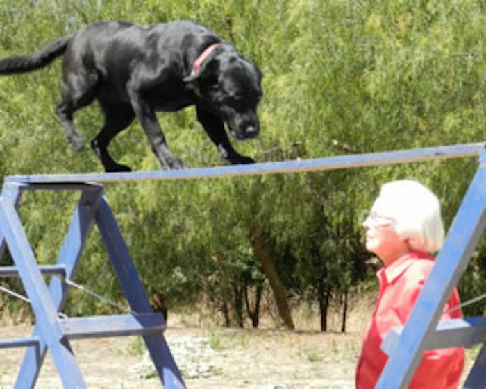 El contingente de California partió con seis perros que también ayudan a los cuerpos de bomberos en Estados Unidos y que fueron entrenados para buscar a personas en zonas de desastre. Imagen: Search Dog Foundation.