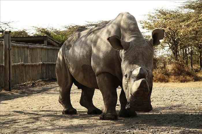 Rinocerontes blancos en peligro de extinción Foto: EFE