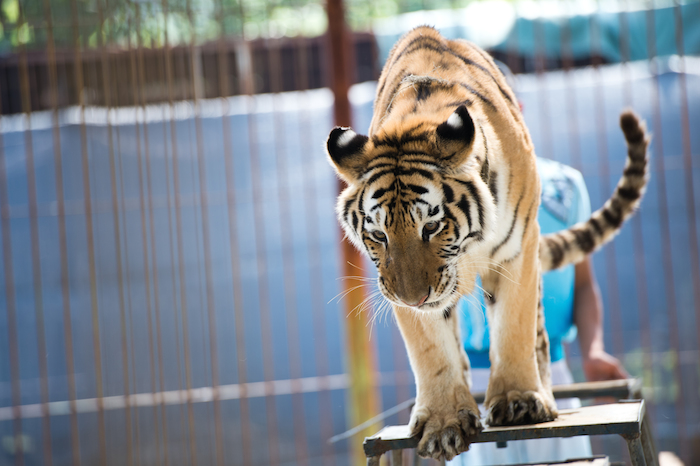 La iniciativa no contempla animales domesticados como perros, gatos y caballos y las actividades educativas como zoológicos y organizaciones de museos no entrarían en esta prohibición. Foto: Shutterstock. 