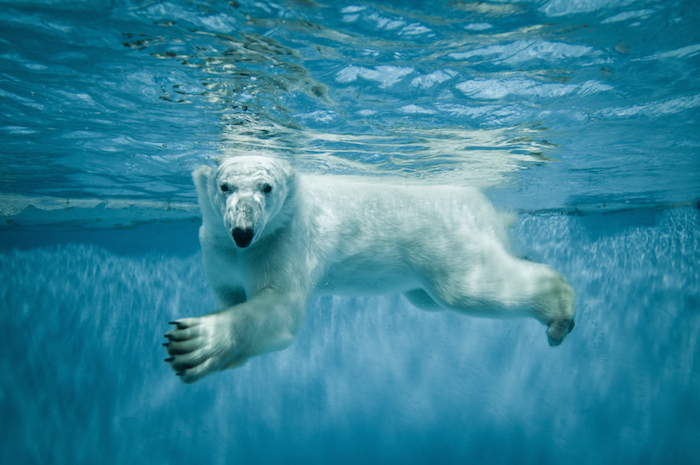 Los efectos del cambio climático afectan las extensiones de hielo del Ártico donde habitan los osos polares y con el que logran alimentarse al cazar focas. Foto: Shutterstock/Archivo.