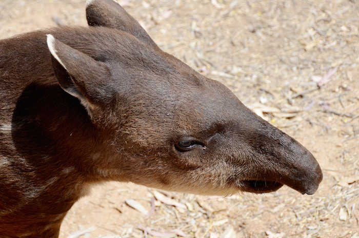 No se han reportado avistamientos del tapir en su hábitat natural en Tabasco ni en Campeche, sólo se conoce un ejemplar que habita en el zoológico Miguel Ángel Álvarez del Toro en Chiapas. Foto: Shutterstock/Archivo.