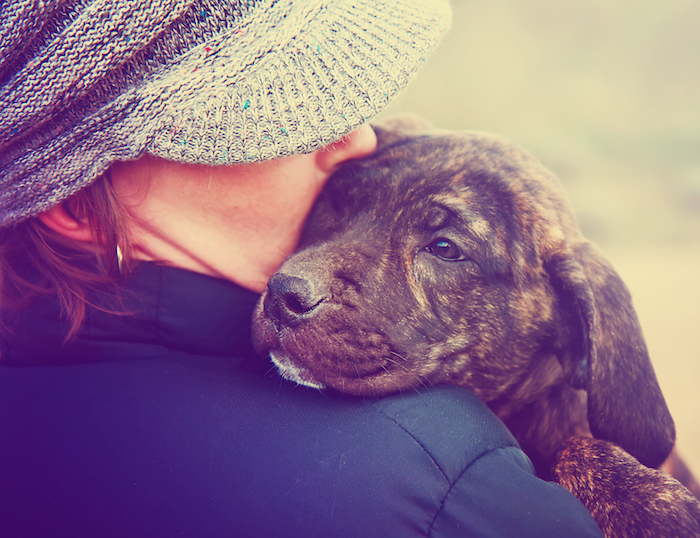 El estudio realizado por investigadores japoneses sugiere que los humanos ven a sus perros como sus bebés. Foto: Shutterstock. 