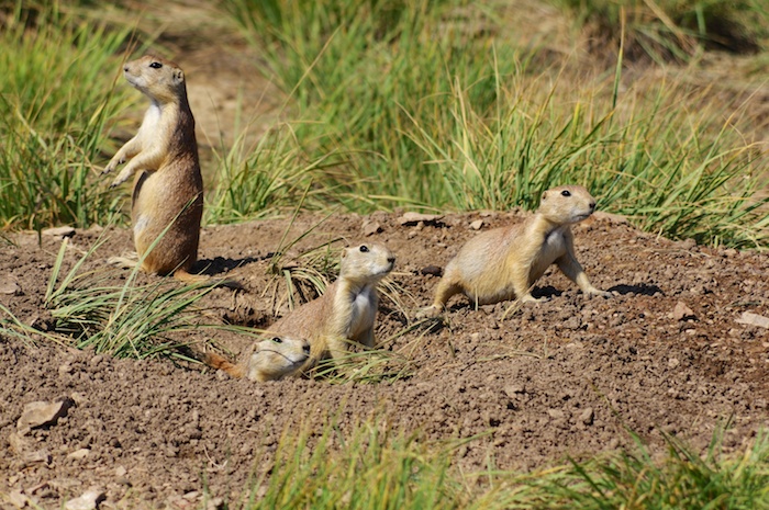 Más de 15 mil 911 perros de la pradera fueron sacrificados por Servicios de Vida Silvestre en 2014. Foto: Shutterstock.