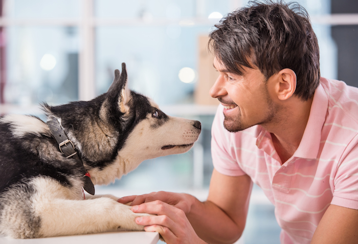 Las miradas mutuas entre perro y humano pueden ser un comportamiento clave en la domesticación de los canes, según científicos. Foto: Shutterstock. 