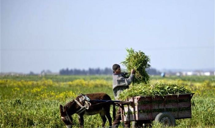 El Cambio Climático Afectará Negativamente La Agricultura Y El Bienestar Humano Foto Efe