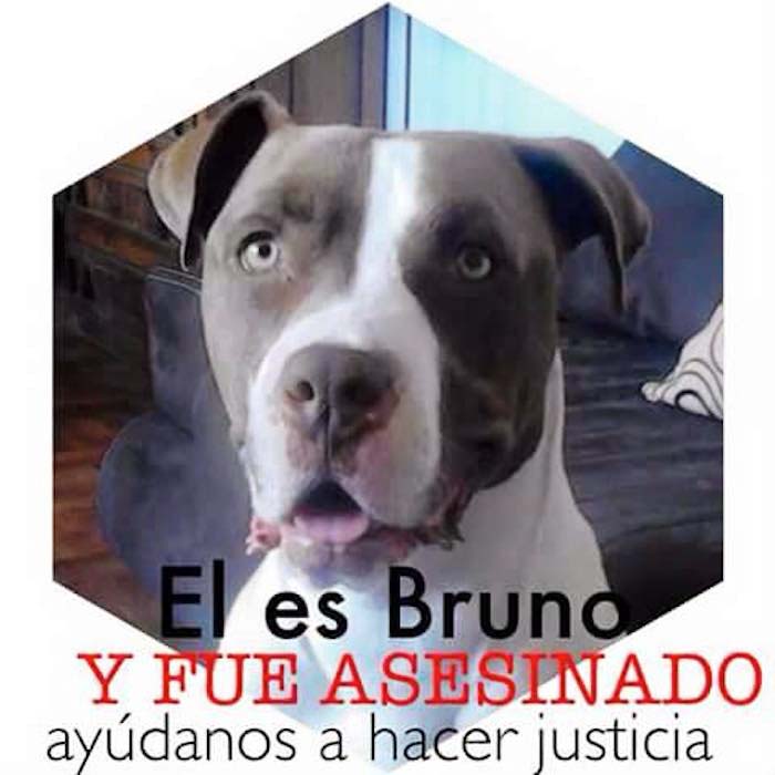 En menos de 12 horas se sumaron 5 mil simpatizantes con esta causa para exigir justicia por Bruno, un perro de familia que fue apuñalado en la delegación Miguel Hidalgo, en el Distrito Federal.