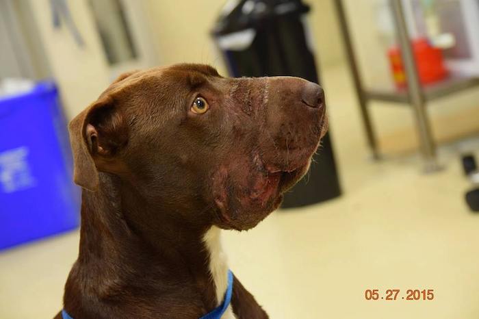 La Sociedad Charleston halló en la puerta de un hogar a la perra, con la lengua de fuera sin que la sangre fluyera en esa parte de su cuerpo por la presión entre sus dientes y la cinta de aislar. Foto: Facebook CharlestonAnimalSociety.