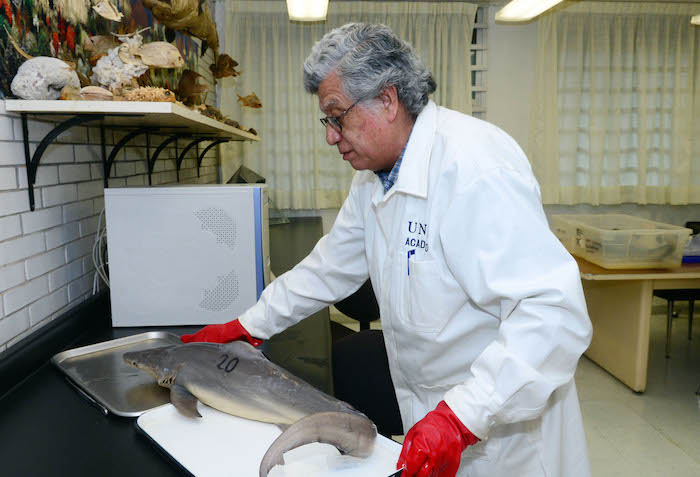 Felipe Amezcua Linares, responsable del Laboratorio de Ictiología y Ecología Estuarina del ICMyL de la UNAM. Foto: Especial. 