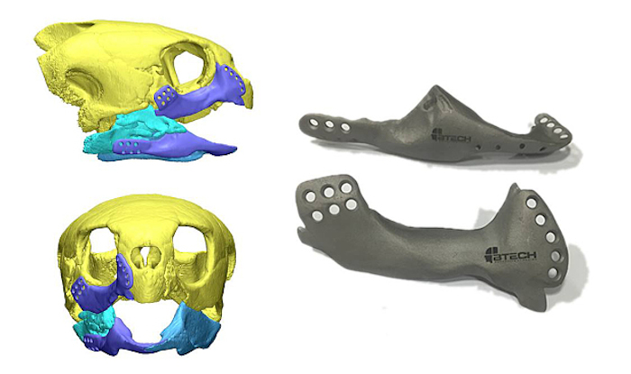 La compañía BTech se dedica a realizar implantes médicos impresos en 3D, pero nunca lo había hecho en titanio, para una tortuga. Foto: BTech Innovation.