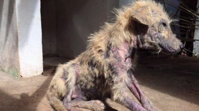 Pelusa deambuló por las calles de un barrio marginado cerca de Playa del Carmen, Quintana Roo, antes de ser rescatada y rehabilitada.