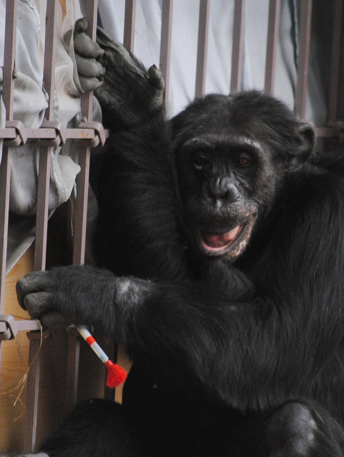 Chimpancé Del Zoológico Zochilpan En México Foto Cuartoscuro