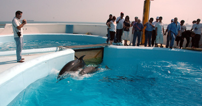 En México se tiene registro de 330 delfines en cautiverio hasta marzo de 2015, de acuerdo con la ONG, Derechos sin Fronteras. Foto: Cuartoscuro/Archivo. 