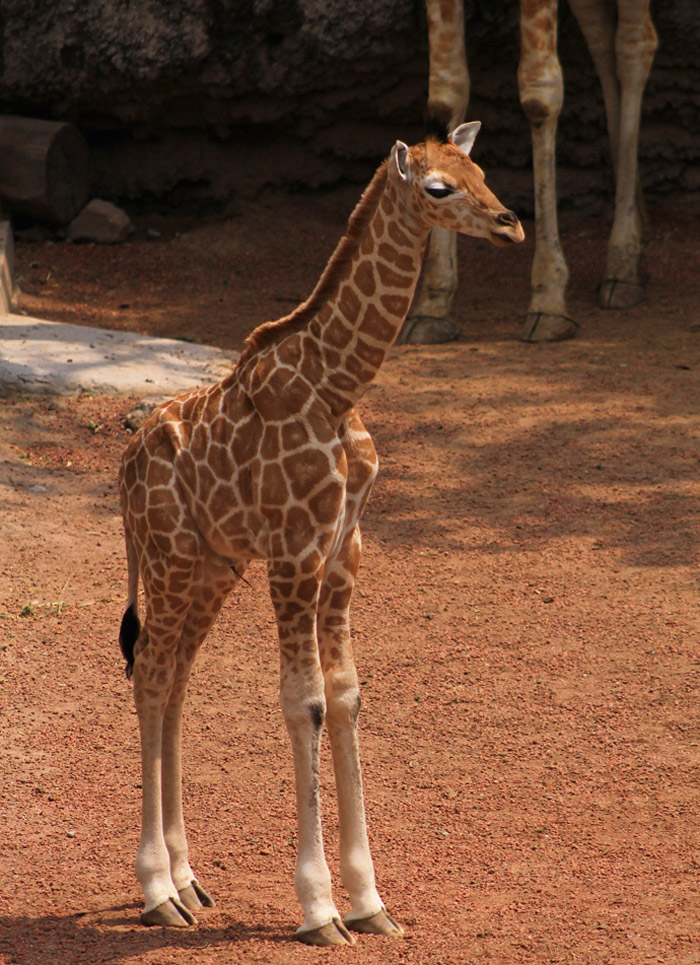 Jirafa Nacida En Cautiverio El De Abril Pasado En El Zoológico De Chapultepec De México Foto Cuartoscuro