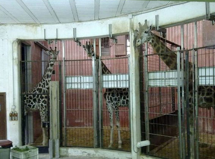 Jirafas Encerradas En Los Sótanos Del Zoo De Barcelona Foto Eldiarioeslibera