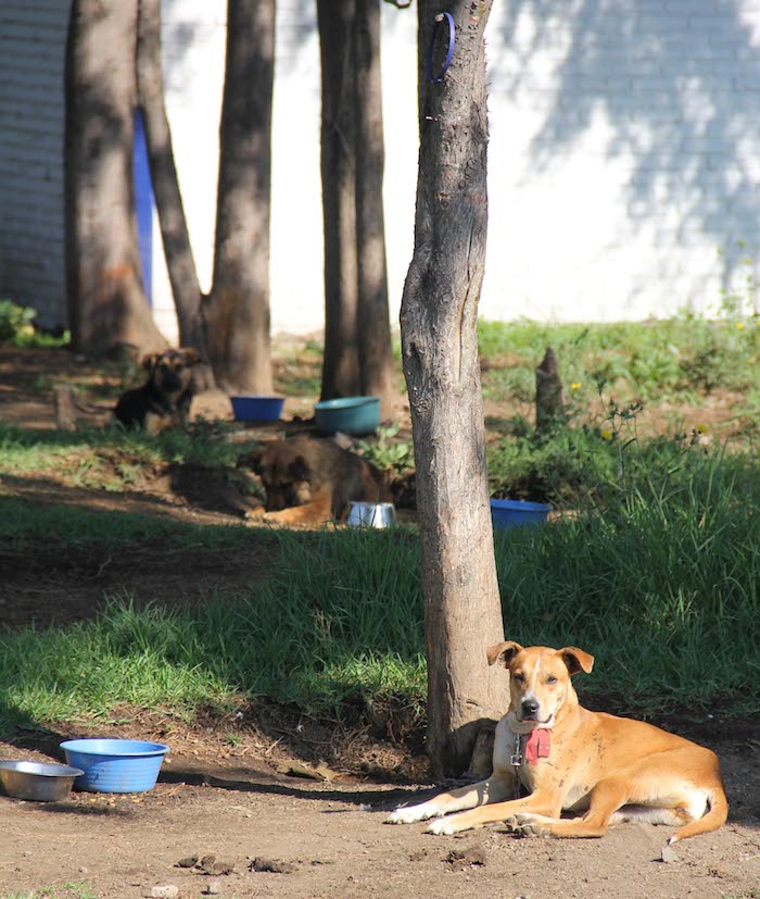 Del 16 de diciembre del 2014 al 6 de mayo del 2015 se atendieron 2 mil 142 denuncias por parte de la Brigada de Vigilancia Animal. Foto: Luis Barrón/SinEmbargo.