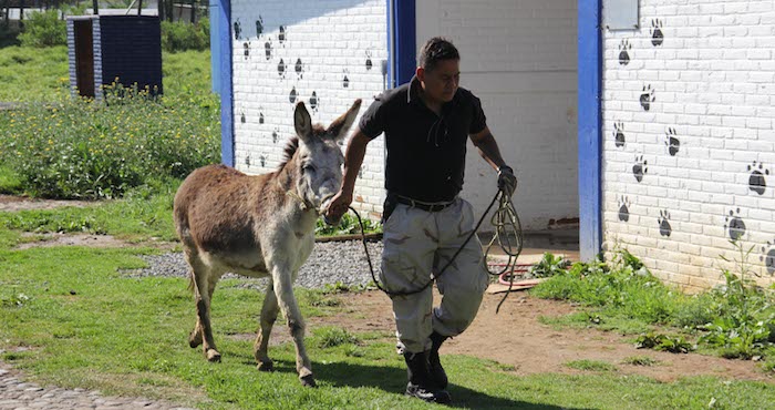 En el mismo lapso, se dio atención a 192 denuncias de animales silvestres, como la burra que mantienen en las instalaciones de la BVA. Foto: Luis Barrón/SinEmbargo.