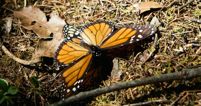 En el periodo 2013- 2014, México registró la peor disminución con el 43.7 por ciento de las mariposas que llegan a sus invernaderos. Foto: Cuartoscuro/Archivo.