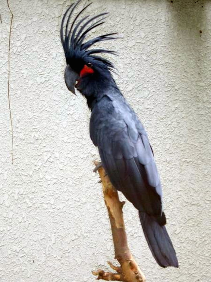 La Cacatúa Enlutada que se puede encontrar en las selvas de Nueva Guinea y Australia. Foto: Especial.