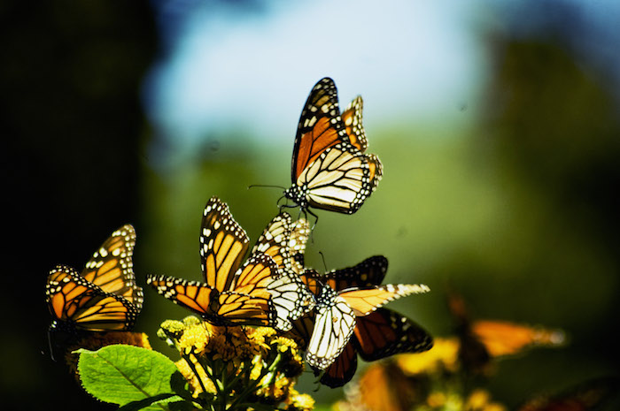 El anuncio de Obama se da dentro del contexto de la noticia de la protección a las abejas dentro de una estrategia nacional que se dio a conocer el martes 19 de mayo. Foto: Cuartoscuro. 