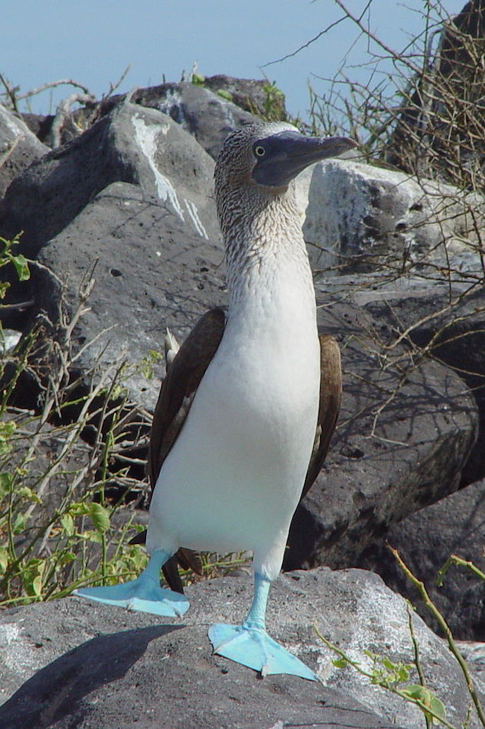 El bobo patiazul es una especie de ave pelecaniforme que sólo habita en el Pacífico americano. Foto: Especial. 